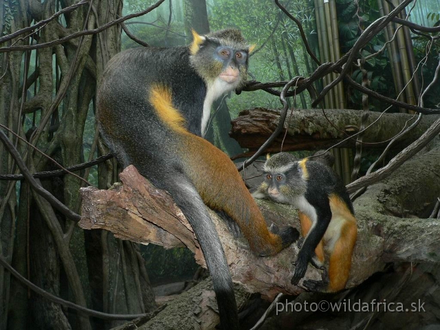 congo wolf 1.jpg - Wolf's Guenon (Cercopithecus wolfi).